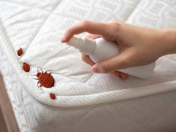 Best Affordable Pest Control Services  in Angleton, TX