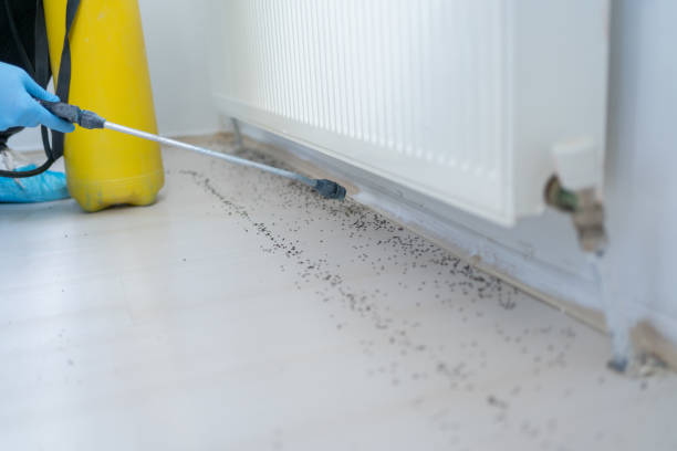 Wasp Removal Services in Angleton, TX
