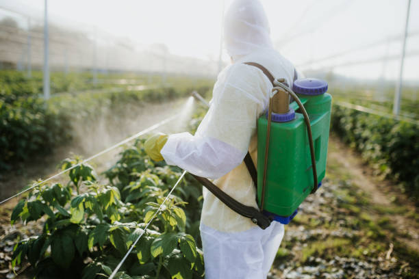 Flea Control Services in Angleton, TX